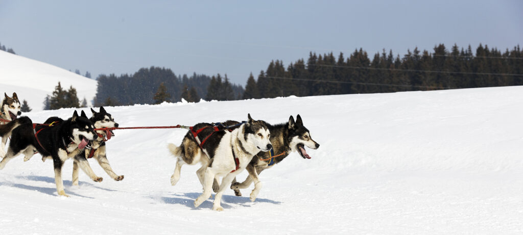 hiver sans neige : balade en chien de traineau