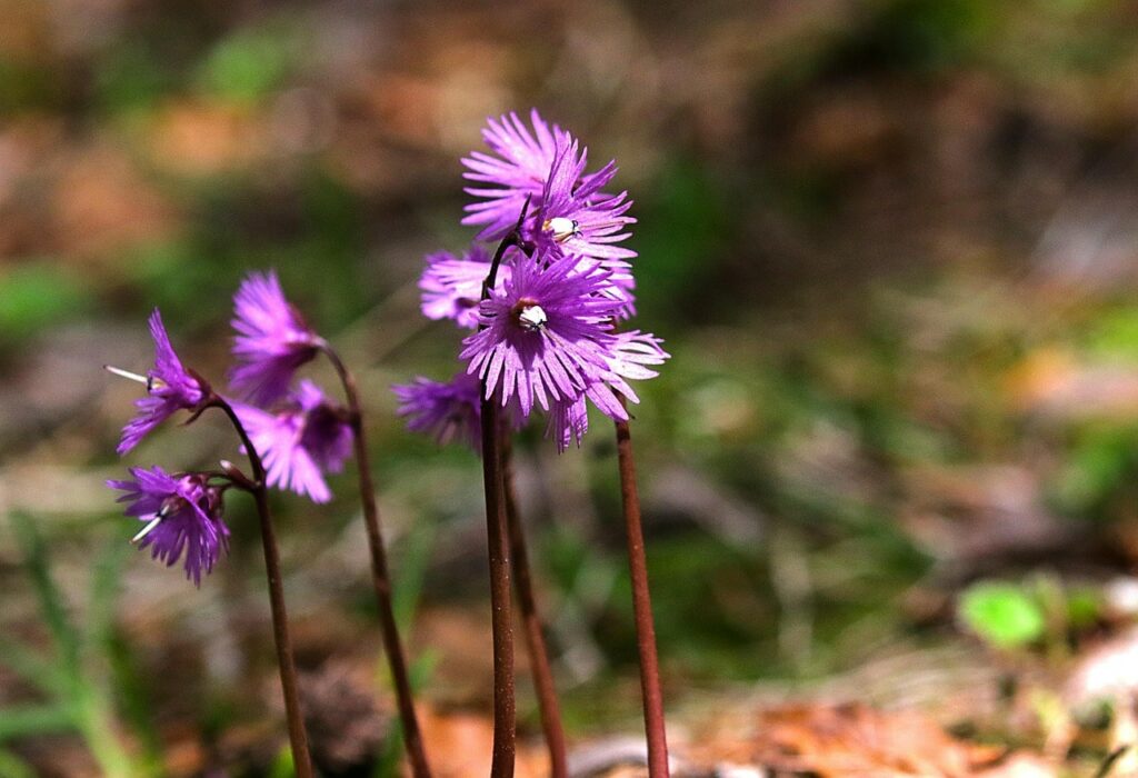 soldanelle des Alpes : fleures des alpes