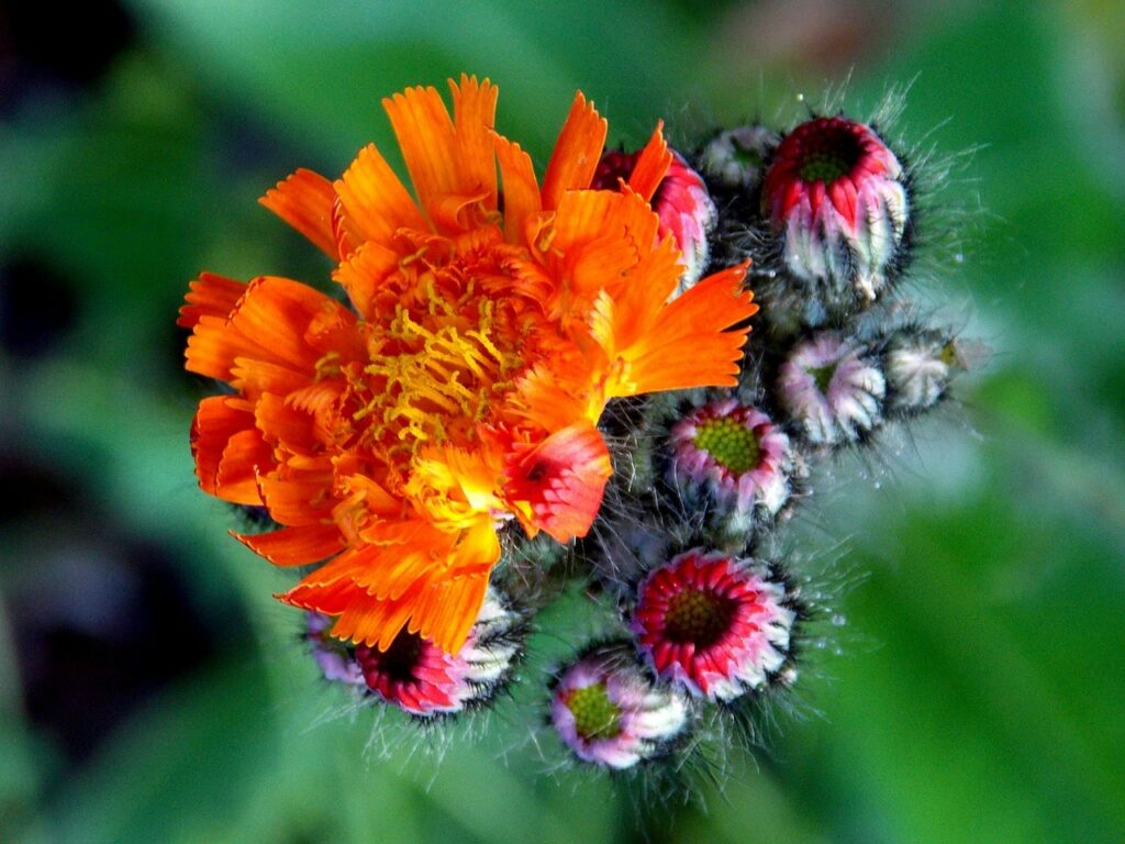 épervière orangée : fleurs de montagne des alpes